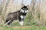 ALASKAN MALAMUTE 025